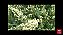 100 sementes de  Vassoura de Mel  fornece Néctar e Pólen  , resistente a Geadas  floresce no Inverno - Imagem 3