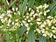 100 sementes de  Vassoura de Mel  fornece Néctar e Pólen  , resistente a Geadas  floresce no Inverno - Imagem 1