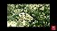 100 sementes de  Vassoura de Mel  fornece Néctar e Pólen  , resistente a Geadas  floresce no Inverno - Imagem 4