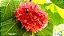 Astrapeia Rosa  fonte de néctar para as abelhas no inverno - Imagem 2