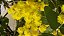30 sementes de Acácia  Mimosa   floresce  no inverno  muito visitada  por abelhas - Imagem 2