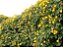Cipó café adorado  pelas Abelhas floresce no outono - Imagem 4