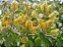 Mofumbo - Combretum Leprosum -  Melífera e Medicinal - Imagem 6