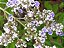 30 Sementes de Vitex Negundo  fornece Pólen e Néctar  para  Abelhas - Imagem 4