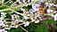 30 Sementes de Vitex Negundo  fornece Pólen e Néctar  para  Abelhas - Imagem 3