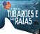 A Vida Dos Tubarões E Das Raias − Otto Bismarck Fazzano Gadig - Imagem 1