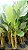 MARANTA CHARUTO 1,50 a 1,80 - Imagem 1