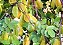 Carambola - Imagem 2