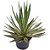 Agave Angustifolia ou Piteira do Caribe - Imagem 1
