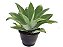 Agave Atenuata - Imagem 1