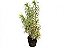 Pleomele Variegata - 0,50 a 0,80 metros - Imagem 1