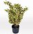 Pleomele Variegata - 1,00 a 1,30 metros - Imagem 1