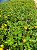 Lantana Amarela - Caixa com 15 unidades - Imagem 1