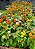 Lantana Camara - Caixa com 15 unidades - Imagem 1
