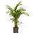 Areca Bambu - 1,00 a 1,30 metros - Imagem 1