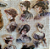 Adesivos PET Damas 30 pçs Beautiful - Imagem 5