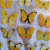 Adesivos PET Borboletas 40 pçs -Tons de Amarelo - Imagem 3