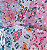 Papéis Estampados A5 Papel Retrô 8pçs - Floral Colorido - Imagem 2