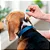 Antipulgas Bravecto Transdermal Cães 2 a 4,5 kg 112,5 mg - Imagem 4