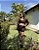 Conjunto Manu - Imagem 6