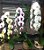 Orquídeas Cascata ( Phaleanópoles ) - Imagem 1