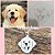 Colar de Prata 1 Pet Personalizado através da Foto - Imagem 6