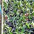 Kit 10 Mudas de Cattleya Pequenas coloridas com identificação - Imagem 1