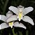 Cymbidium eburneum - Imagem 1