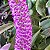 Arpophillum giganteum (Orquídea-escova-de-mamadeira) - Imagem 1