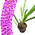 Arpophillum giganteum (Orquídea-escova-de-mamadeira) - Imagem 1