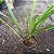 Arpophillum giganteum (Orquídea-escova-de-mamadeira) - Imagem 2