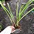 Arpophillum giganteum (Orquídea-escova-de-mamadeira) - Imagem 5