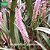 Arpophillum giganteum (Orquídea-escova-de-mamadeira) - Imagem 3