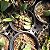 Kit 3 Mini Cattleyas (Sophronitis) - Imagem 13