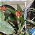 Kit 3 Mini Cattleyas (Sophronitis) - Imagem 10