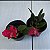 Kit 3 Mini Cattleyas (Sophronitis) - Imagem 6