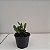 Kit 3 Mini Cattleyas (Sophronitis) - Imagem 3