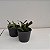 Kit 3 Mini Cattleyas (Sophronitis) - Imagem 4