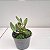 Kit 3 Mini Cattleyas (Sophronitis) - Imagem 5