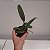 Brassolaeliocattleya Yamanashi x Lc. drumbeat - Imagem 6