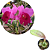 Brassolaeliocattleya Yamanashi x Lc. drumbeat - Imagem 3