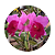 Brassolaeliocattleya Yamanashi x Lc. drumbeat - Imagem 5