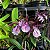 Brassocattleya hippodamia (Brassavola nodosa x Cattleya aclandiae) - Imagem 14