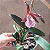 Brassocattleya hippodamia (Brassavola nodosa x Cattleya aclandiae) - Imagem 12