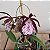 Brassocattleya hippodamia (Brassavola nodosa x Cattleya aclandiae) - Imagem 13