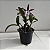 Brassocattleya hippodamia (Brassavola nodosa x Cattleya aclandiae) - Imagem 10