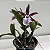Brassocattleya hippodamia (Brassavola nodosa x Cattleya aclandiae) - Imagem 9