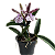 Brassocattleya hippodamia (Brassavola nodosa x Cattleya aclandiae) - Imagem 1