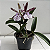 Brassocattleya hippodamia (Brassavola nodosa x Cattleya aclandiae) - Imagem 8