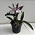 Brassocattleya hippodamia (Brassavola nodosa x Cattleya aclandiae) - Imagem 7